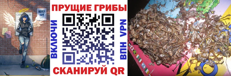 кракен как зайти  Давлеканово  Галлюциногенные грибы мицелий 